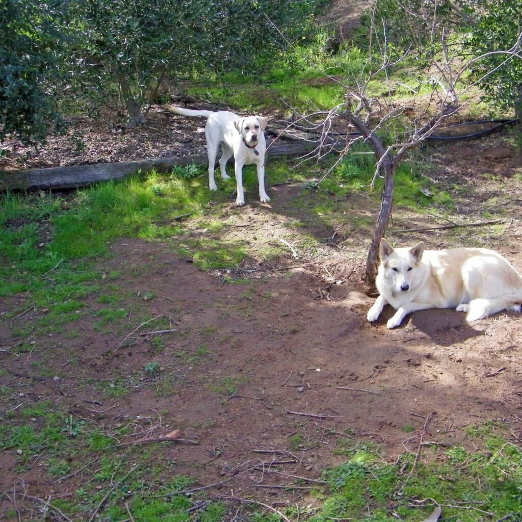 Woofnrose_dogs_sdcva-scaled (1).jpg