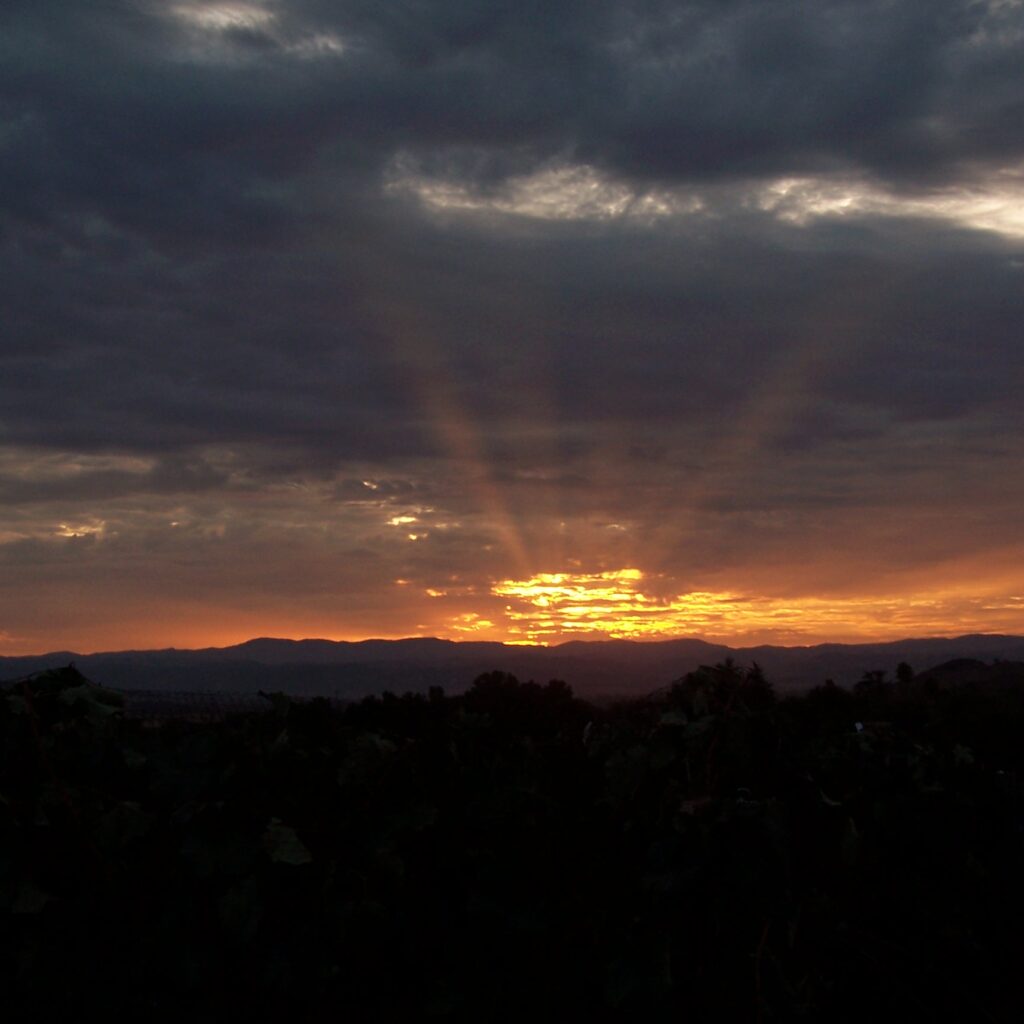 woofnrose_sunrise_sdcva.jpg